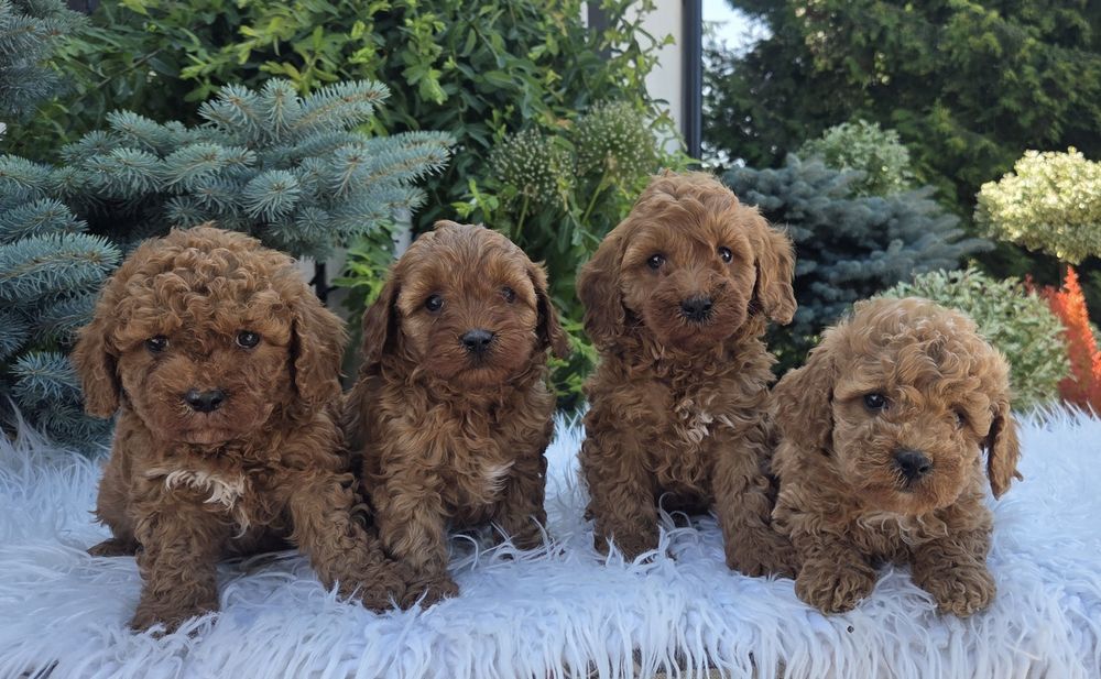 Cavapoo F1B Samczyk