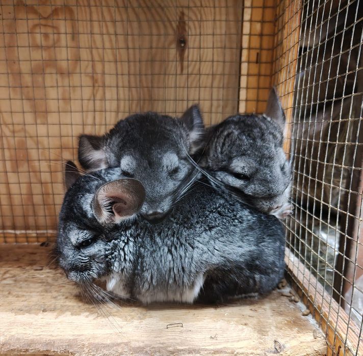 Szynszyle standard , białe oraz bleck ebonay