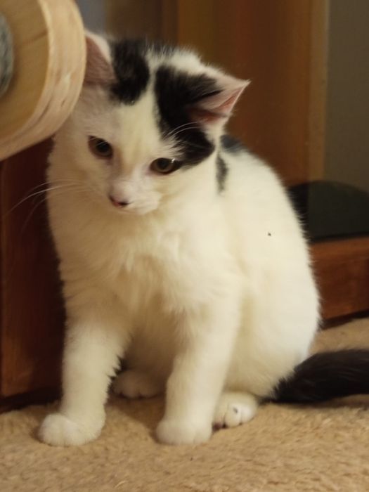 4 miesięczny kocurek szuka domu niewychodzącego