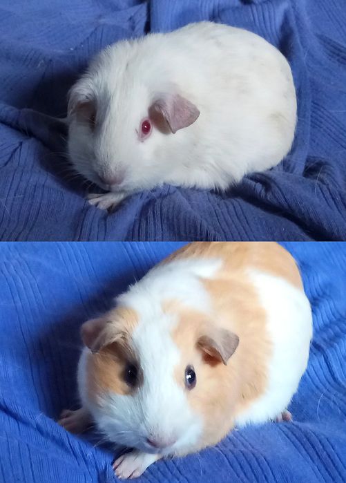 Морська свинка для Вас