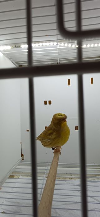 Kanarki Gloster samica nr 13, 17