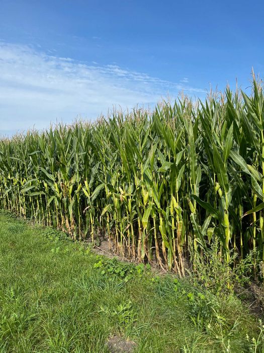 Bele kukurydzy, kukurydza w belach, kiszonka z kukurydzy