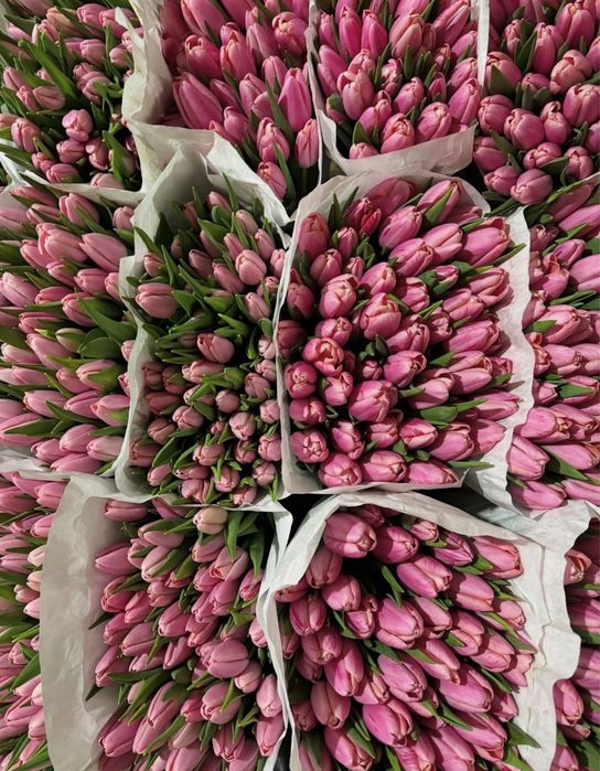 тюльпани оптом / троянди / роза / опт / тюльпан