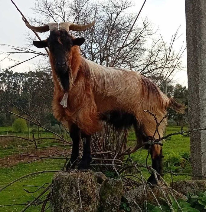 Cabrito chivo cubrição