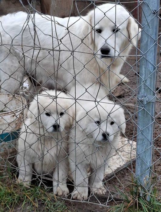 Polski Owczarek Podhalański Szczeniak o mocnej budowie
