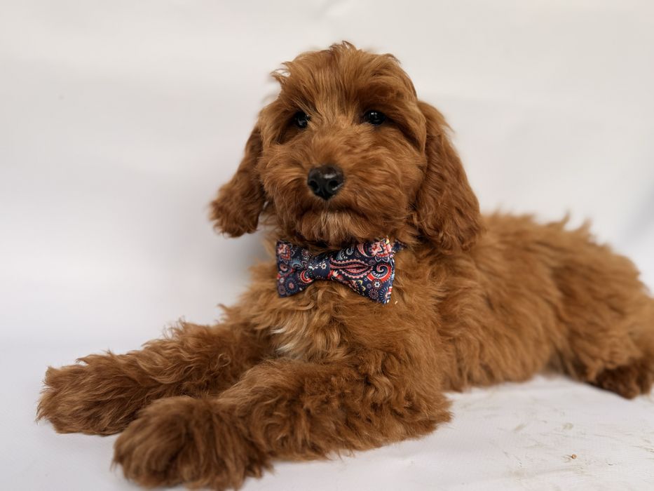 Cokapoo, cocapoo F1 Cookie pudel+cocker spaniel