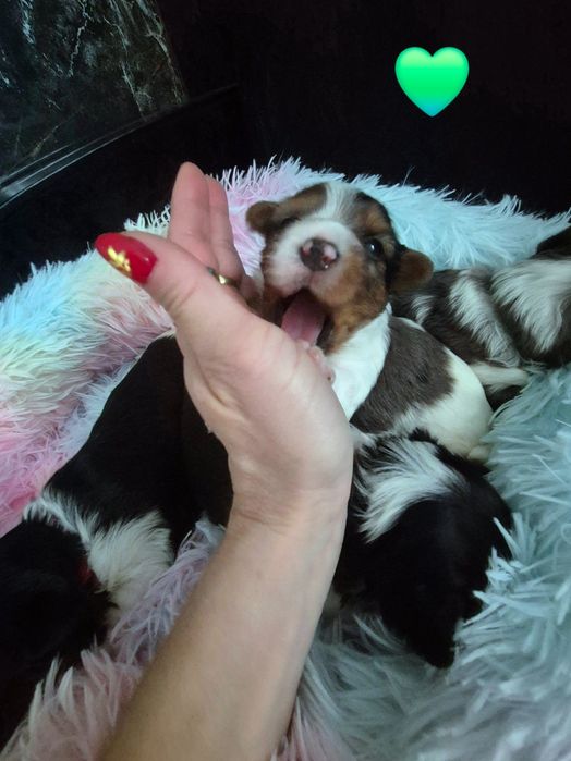 Yorkshire terrier Piesek blueberry