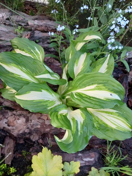 Funkie     hosta