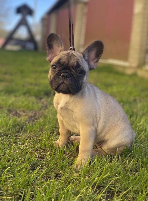 Цуцценята з родоводом КСУ