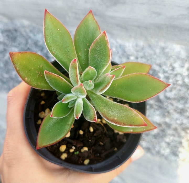 Suculentas 2€ cada