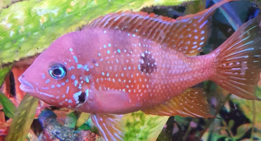 рибки/рыбки Цихлазома Еліота Thorichthys ellioti