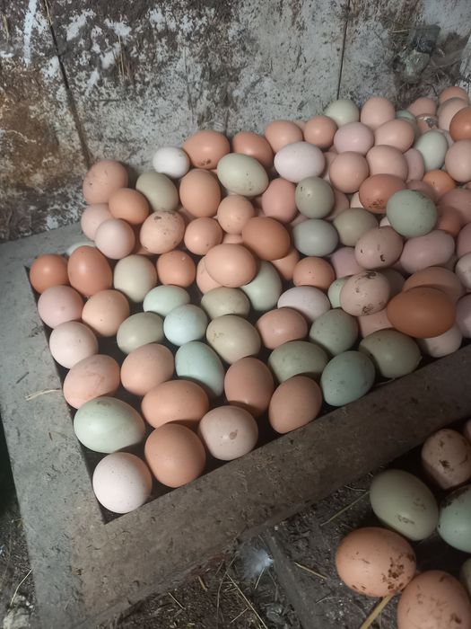 Ovos caseiros de galinhas soltas