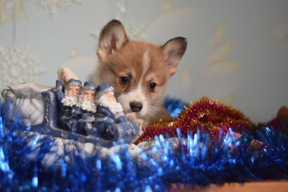 Вельш Коргі Пемброк цуценята дівчатка і хлопчик чекають на люб