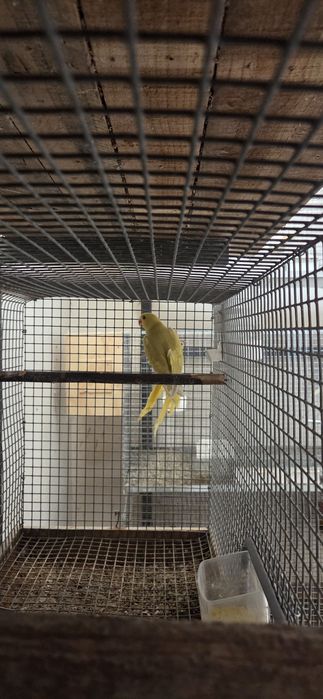 Varias aves para venda.