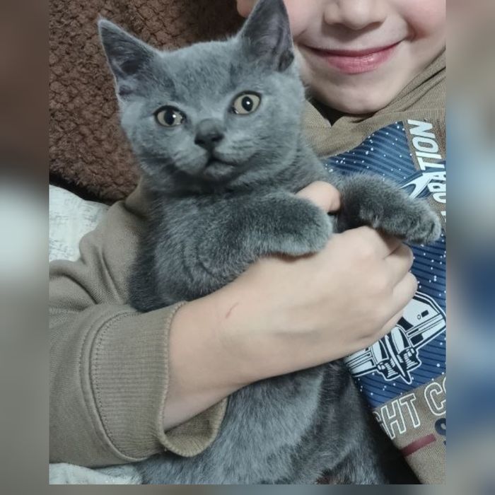 Шотландські кошенята