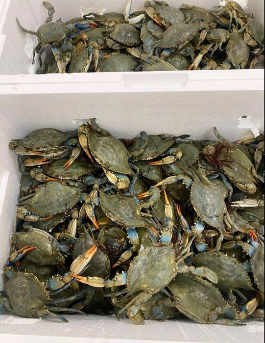 Крабы, раки, креветка, морепродукты. Живые, вареные.