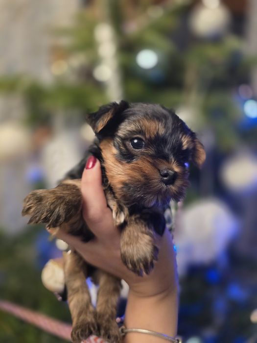 (Rezerwacja) York dziewczynka wielkość standard udokumentowane pochodz