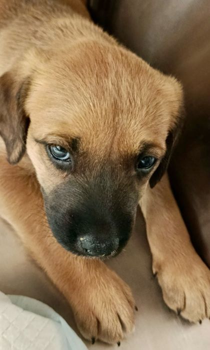 Cães bebés para adoção responsável