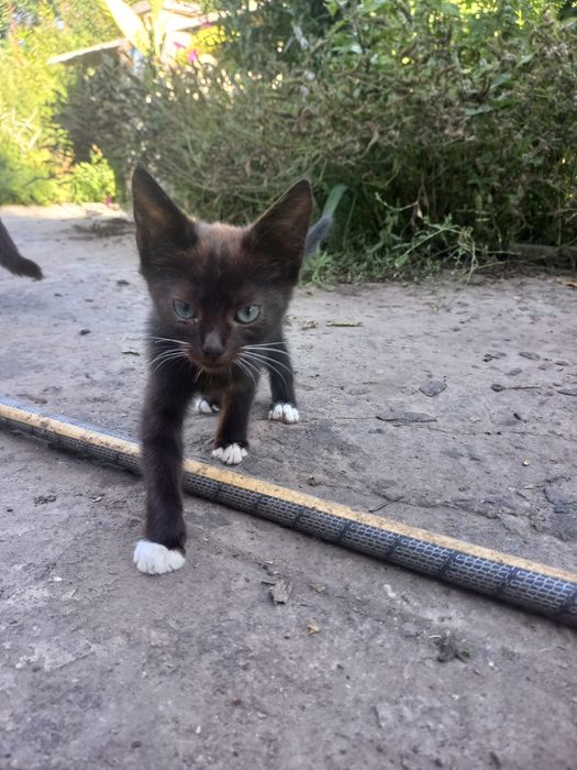 Котята в добрые  руки