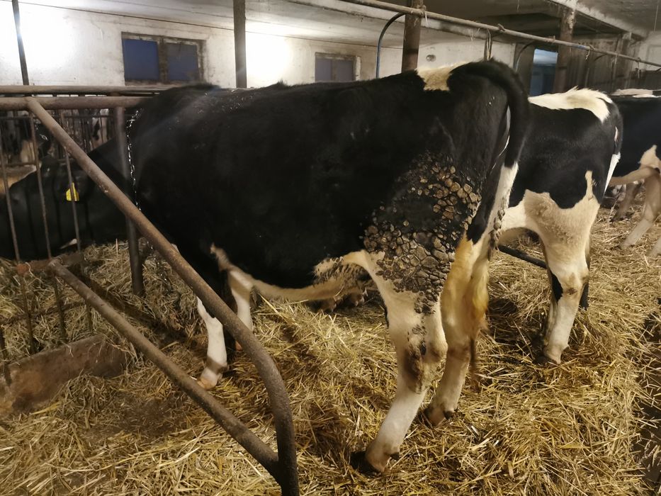 Jałówki cielne, jalowka hf cielna 10 i 21.04