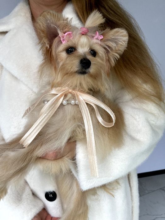 Помапу — Це не просто цуценята  це любов у формі собаки