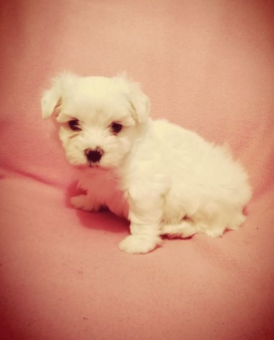 maltańczyk z certyfikarem weterynaryjnym GOTOWE DO ODBIORU