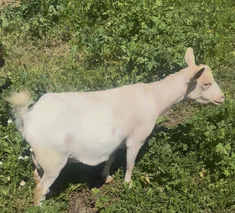 Cabras anãs disponiveis, machos e femeas