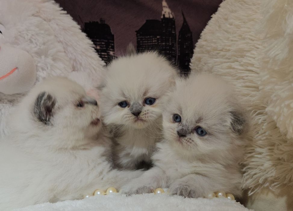 Продам Шотландских кошенят. Висловухі