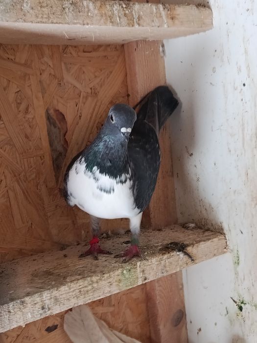 Czajka wiedeńska samczyk