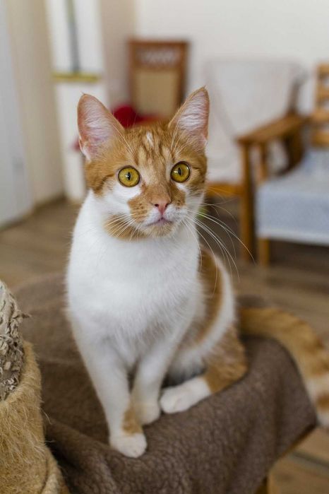 Marcyś młody kocurek szuka kochającego domu