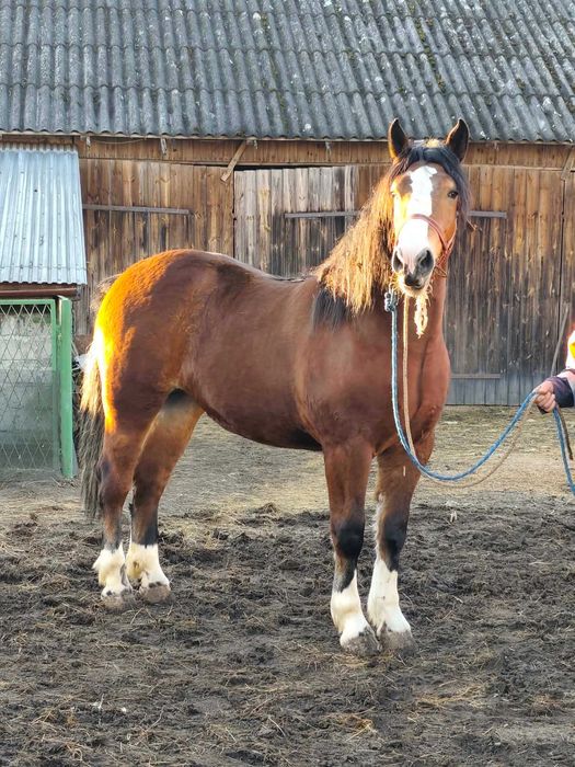 Sprzedam klacz zimnokrwistą!