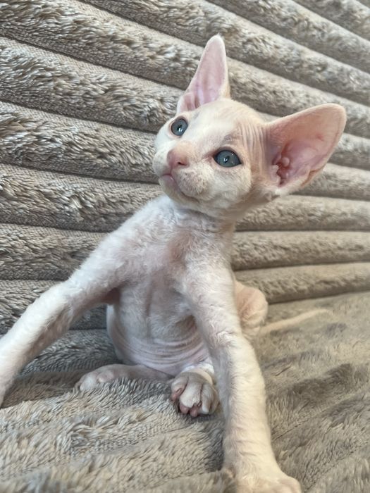 Котик Девон Рекс