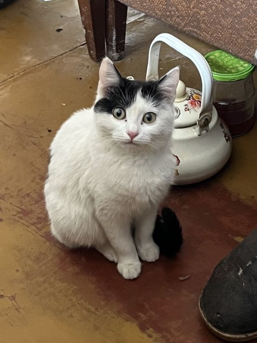 Кішка шукає домівку