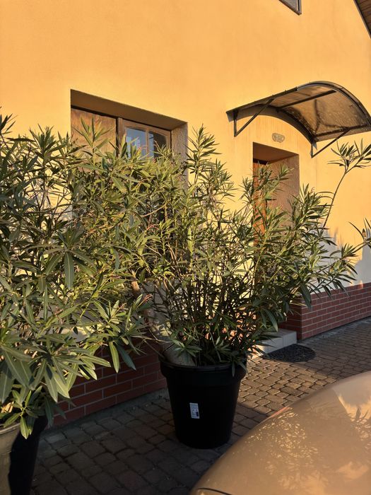oleander pospolity