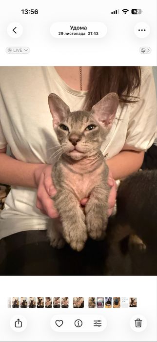 Коты Канадский Сфинкс