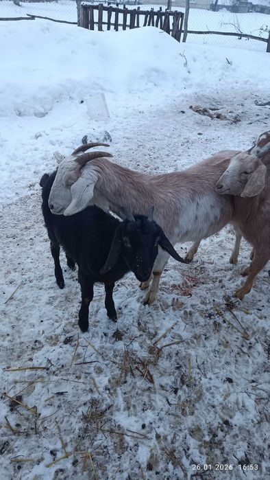 Англонубійські козички.
