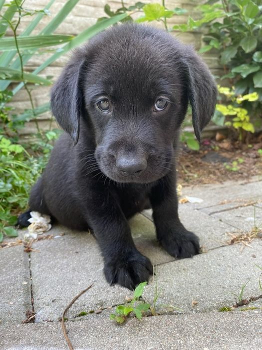 Labrador suczka czarna
