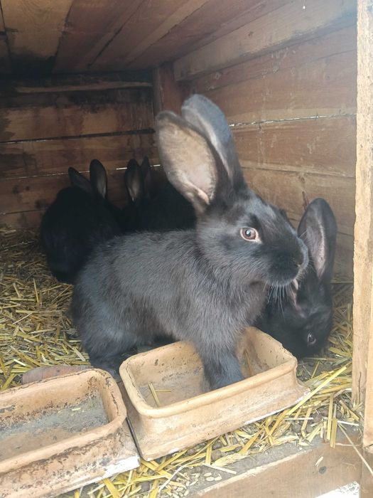 Sprzedam młode króliki