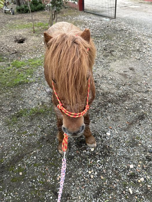 Ponei com 10 anos Habilidoso