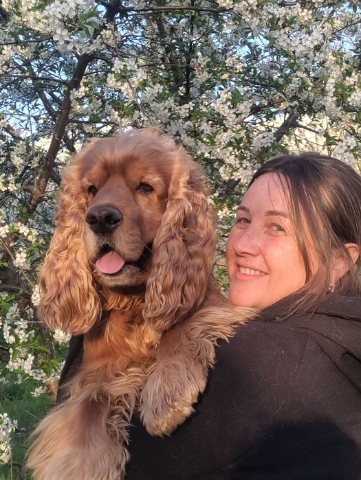 В'язка англійський кокер спанієль