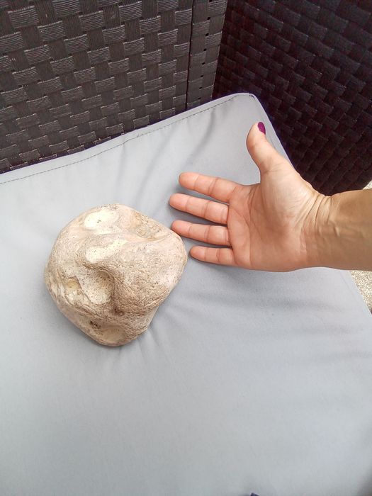 Pedra calcário com fósseis de conchas, amonites e esponjas.