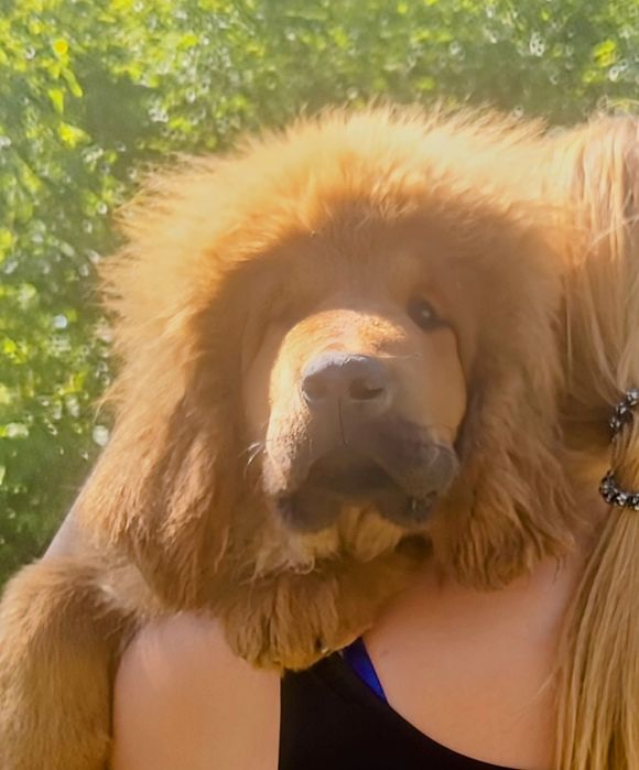 Перспективные щенки Тибетского мастифа.