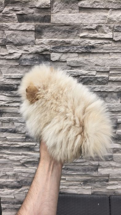 Szpic miniaturowy pomeranian