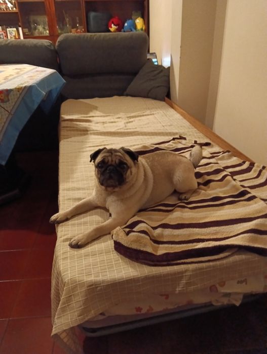 Petsitting & Dogwalking