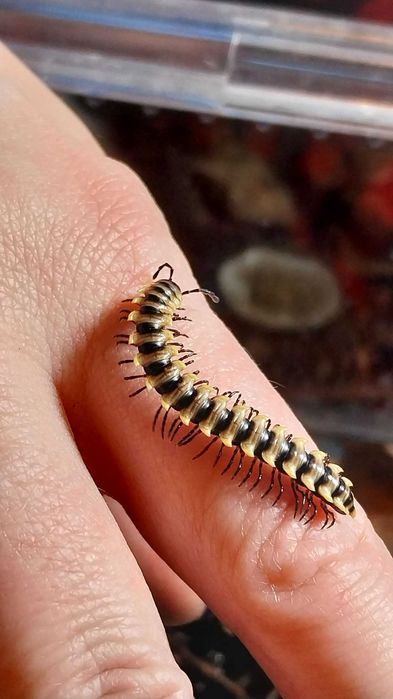 Wij Orthomorpha sp. "yellow banded", krocionóg