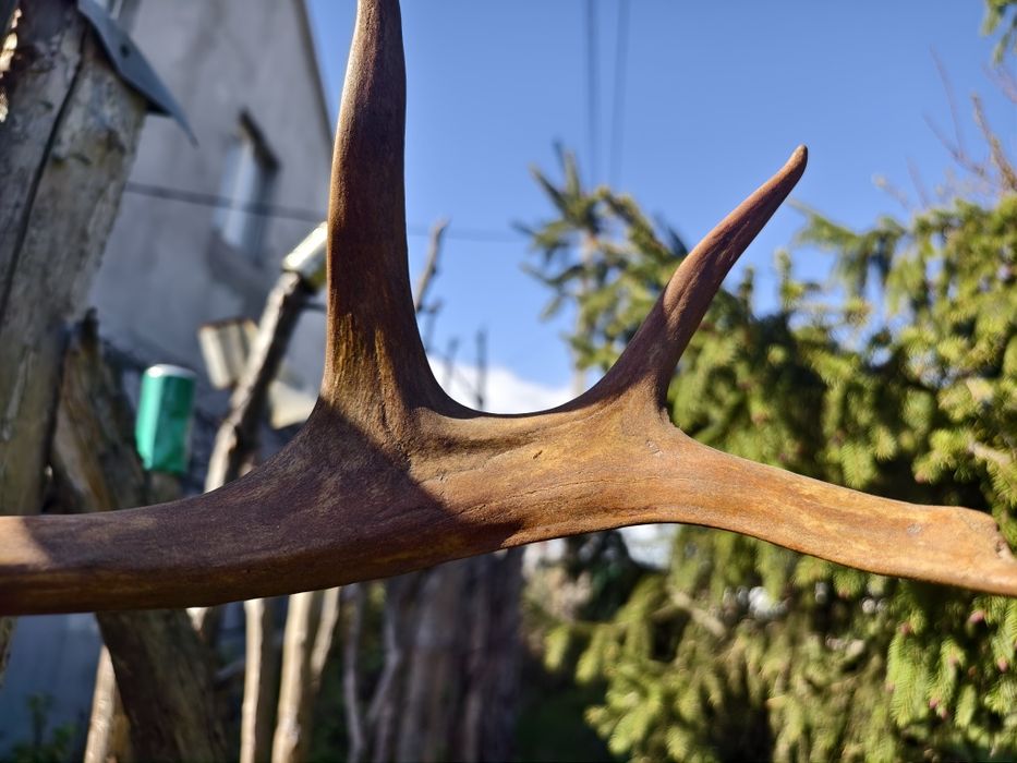 Рога  Оленя  (под лаком)