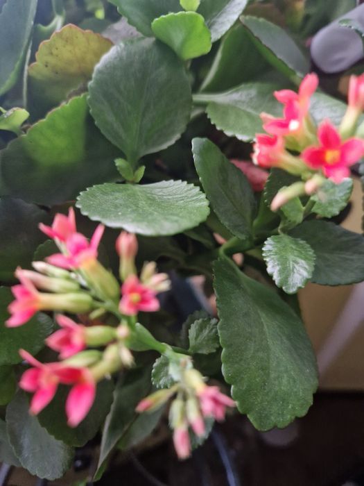 Kalanchoe kwiat kwiatek