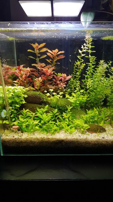 Rośliny akwariowe Hydrocotyle tripartita sp. Japan
