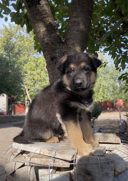 Щенули немецкой овчарки