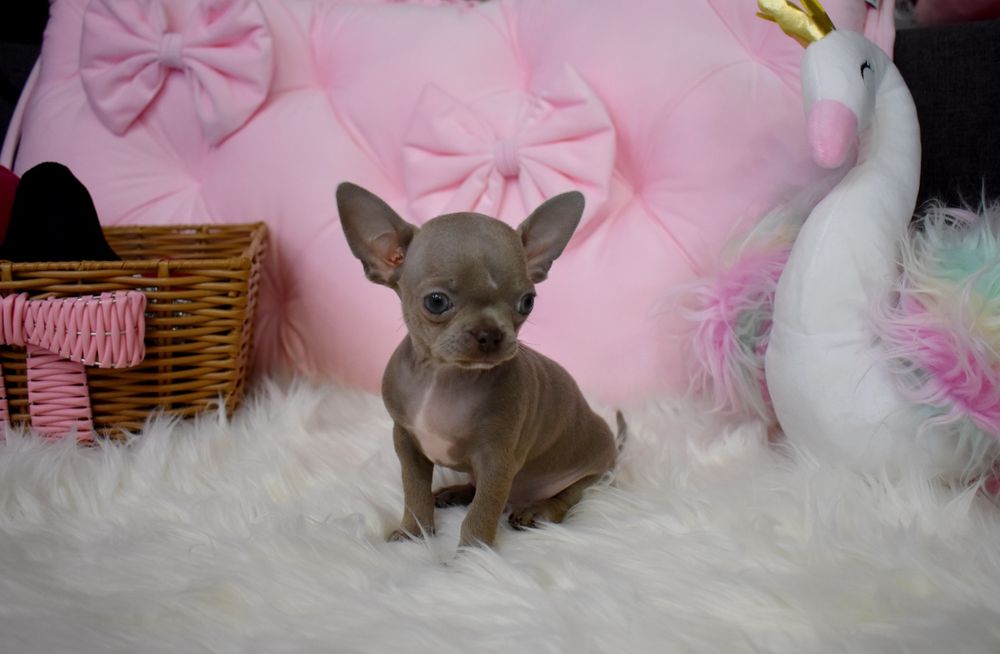 Chihuahua liliowy piesek do odbioru